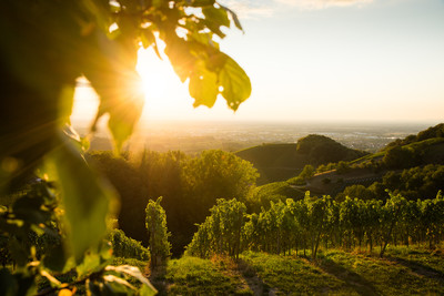 Das Weinland Baden ist geprägt von malerischen Weinbergen und sonnenverwöhnten Rebhängen.